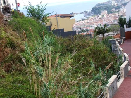 Terreno Urbano Rochinha Funchal